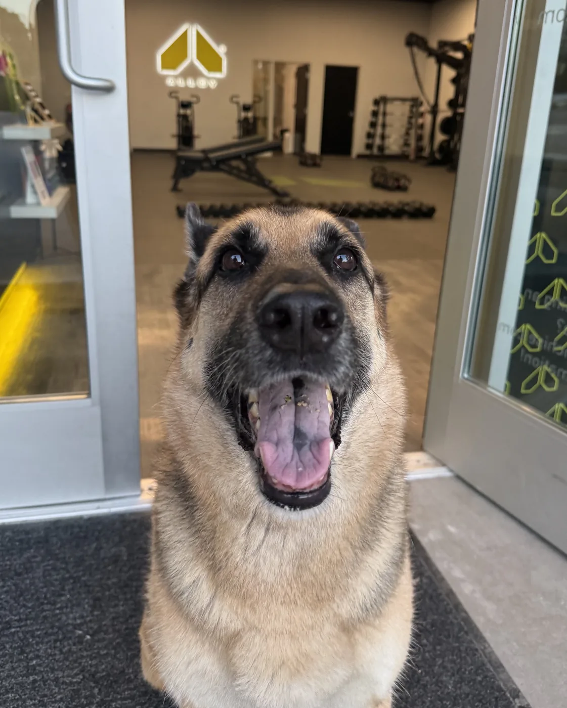 Lola, Studio Dog at Alloy West LA