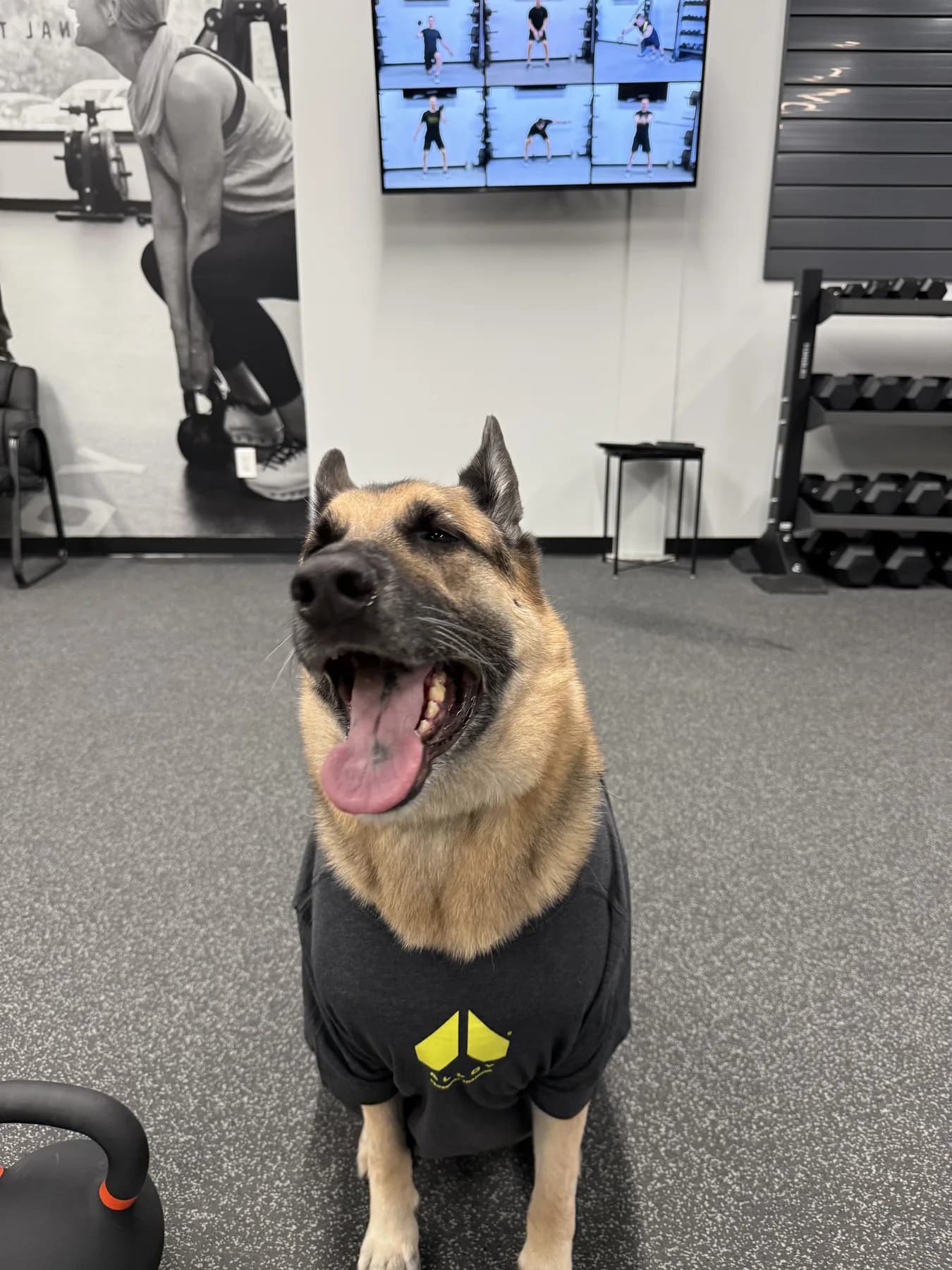 The studio dog sitting on the training floor